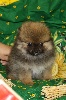 GRIOTTINE, Pomeranian NAIN