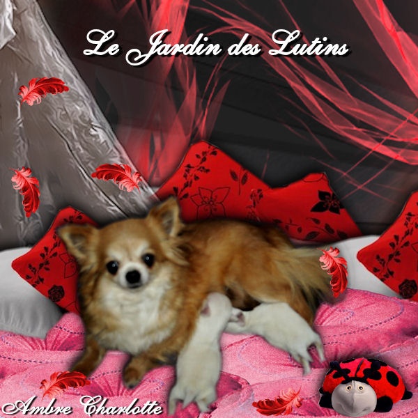 du Jardin des Lutins - Chihuahua - Portée née le 14/03/2013