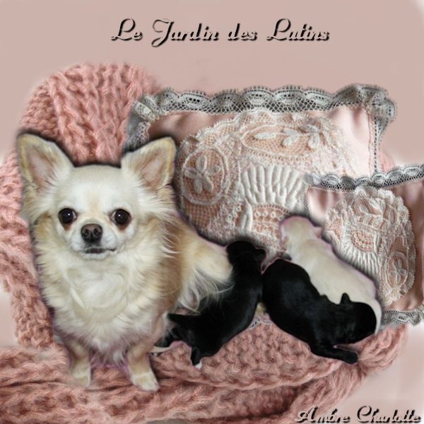 du Jardin des Lutins - Chihuahua - Portée née le 15/03/2014