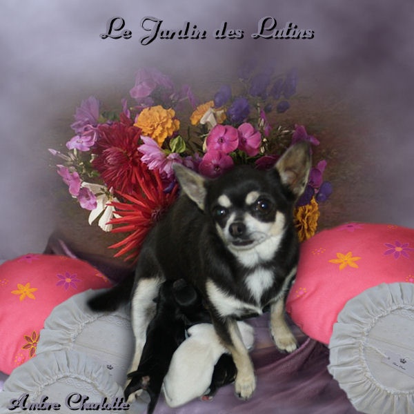 du Jardin des Lutins - Chihuahua - Portée née le 02/10/2012