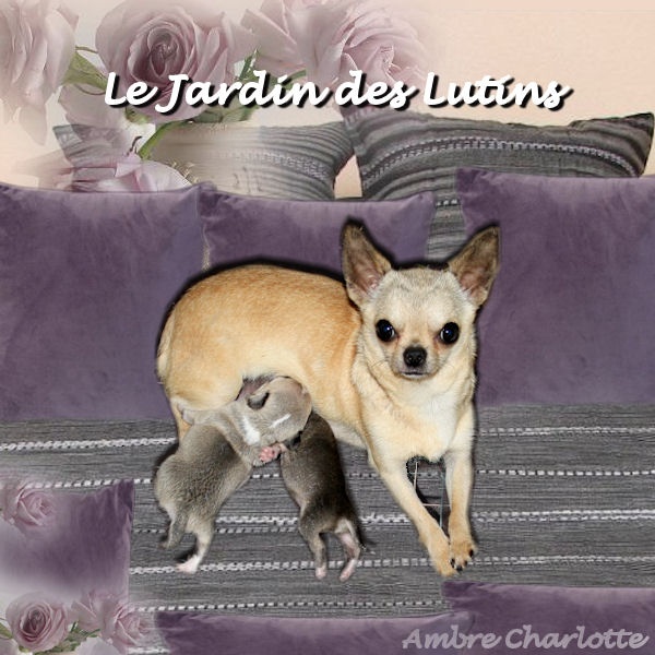 du Jardin des Lutins - Chihuahua - Portée née le 26/06/2013