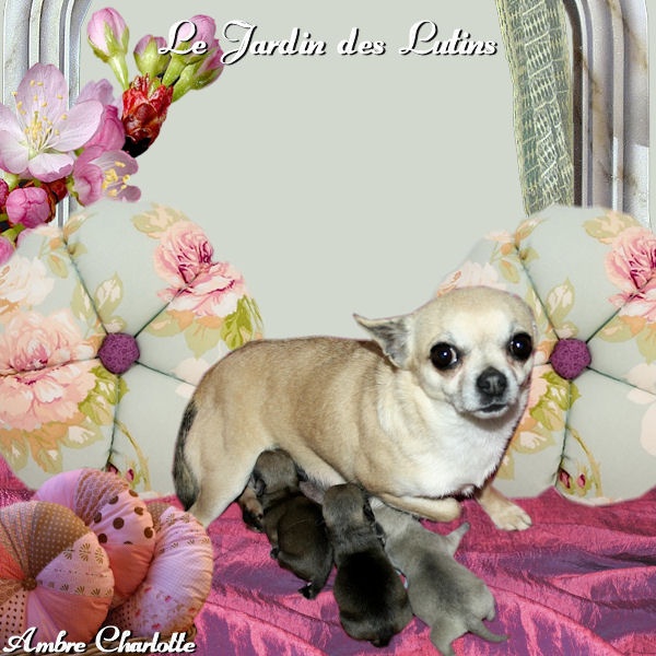 du Jardin des Lutins - Chihuahua - Portée née le 19/03/2012