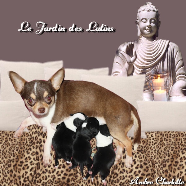 du Jardin des Lutins - Chihuahua - Portée née le 27/01/2012