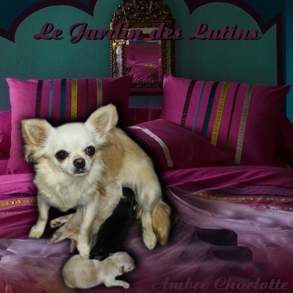 du Jardin des Lutins - Chihuahua - Portée née le 15/09/2012