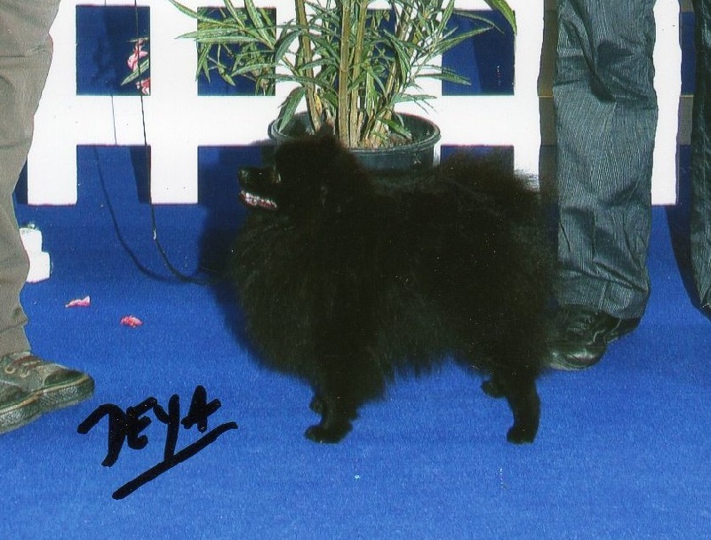 CH. Black boy du Jardin des Lutins
