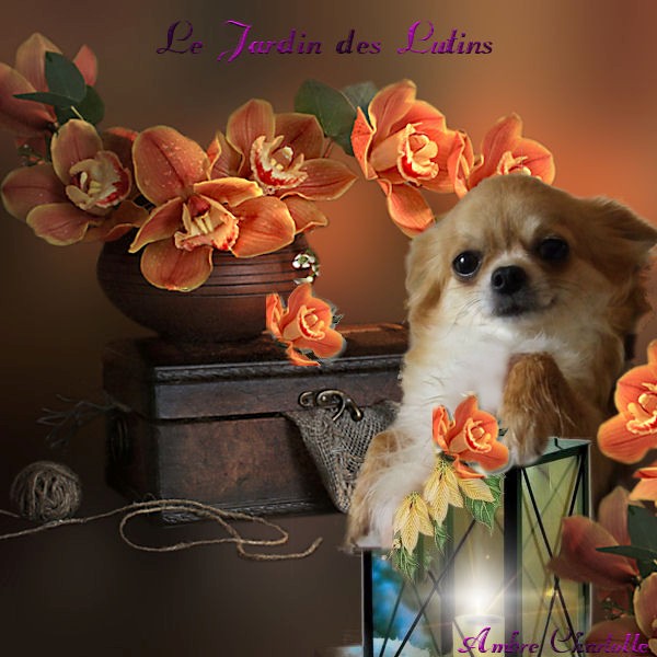 Calia du Jardin des Lutins