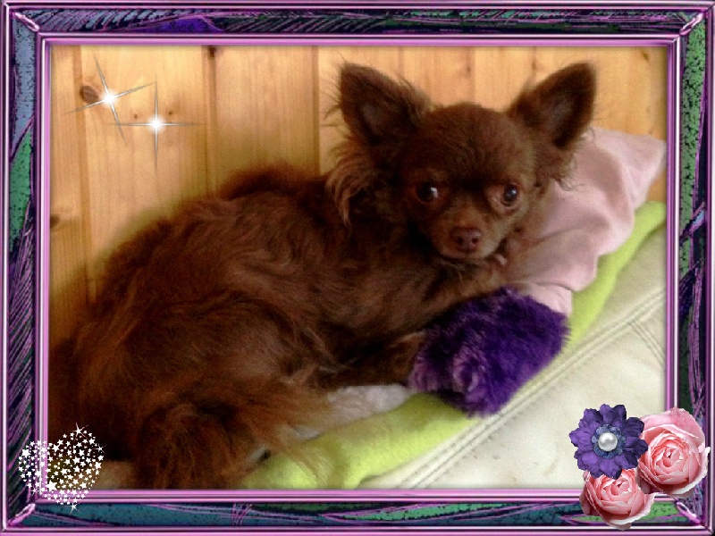 élizée du Jardin des Lutins