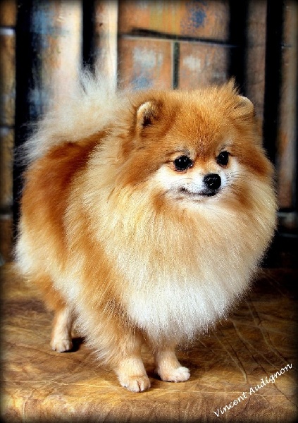 CH. Frayana du Jardin des Lutins