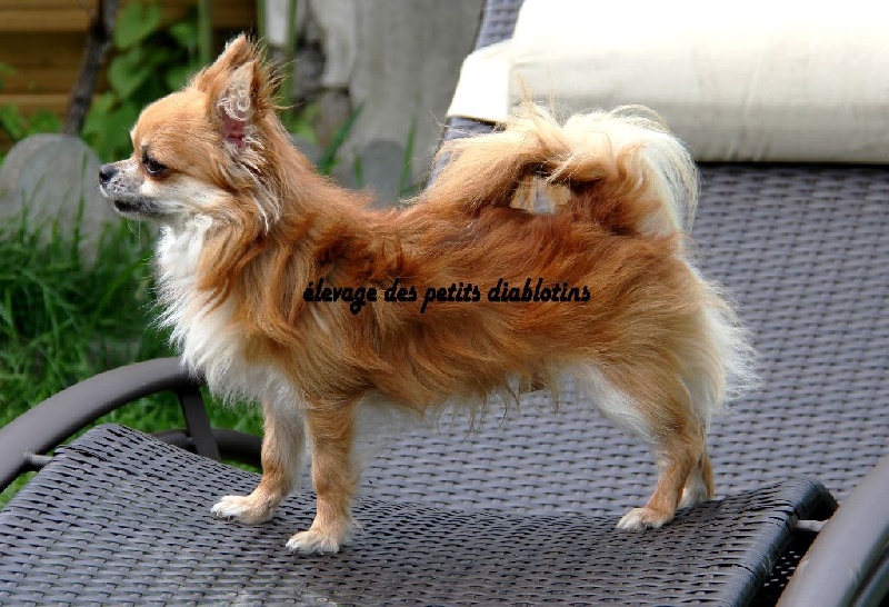 Dexter du Jardin des Lutins