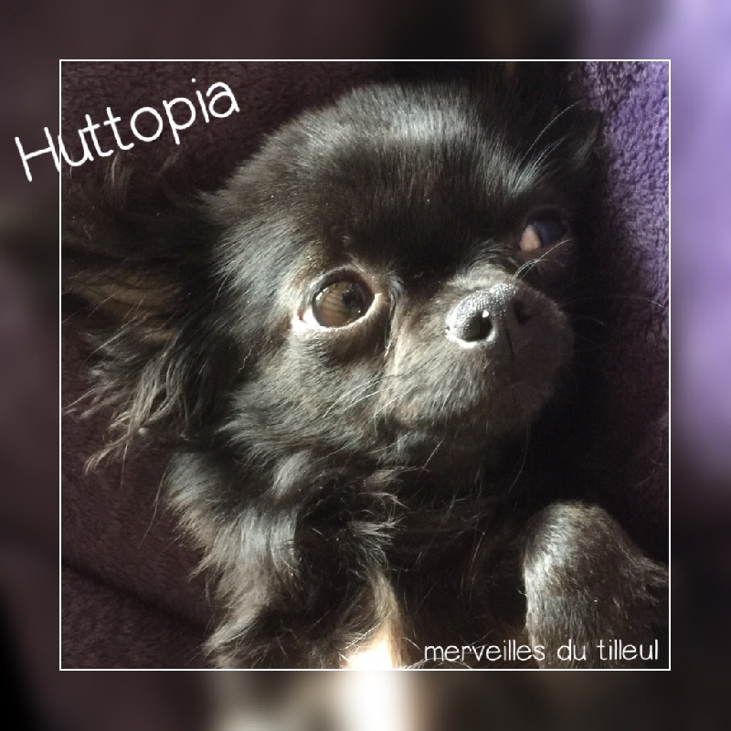 Helfy (nom d usage) du Jardin des Lutins