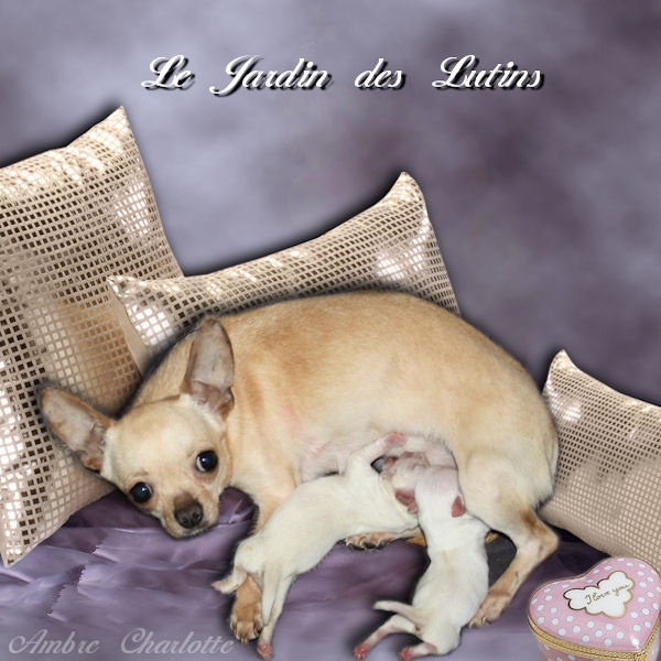du Jardin des Lutins - Chihuahua - Portée née le 05/02/2013