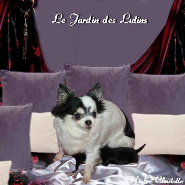 du Jardin des Lutins - Chihuahua - Portée née le 07/01/2012