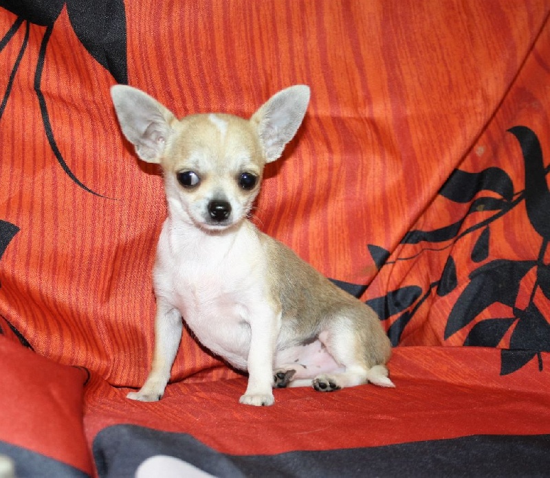 du Jardin des Lutins - Chihuahua - Portée née le 24/04/2016