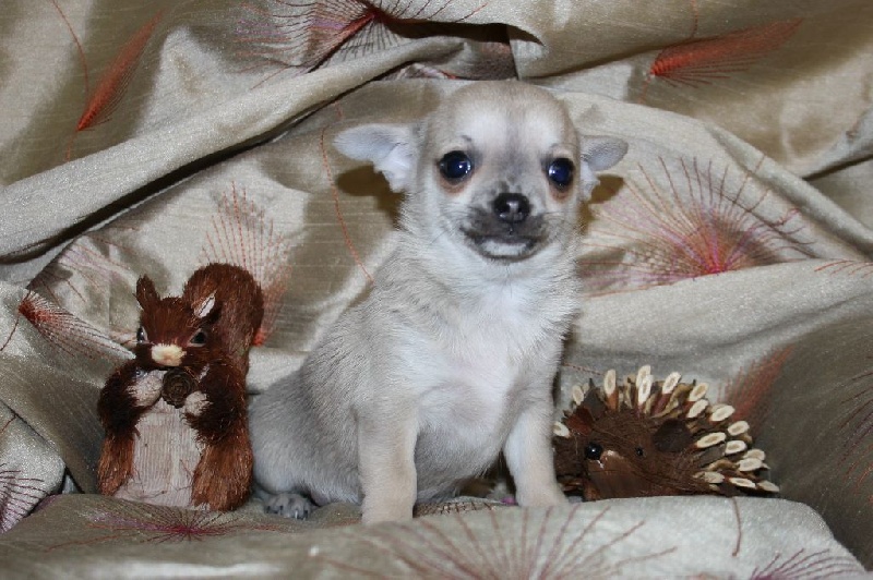 du Jardin des Lutins - Chihuahua - Portée née le 04/11/2014