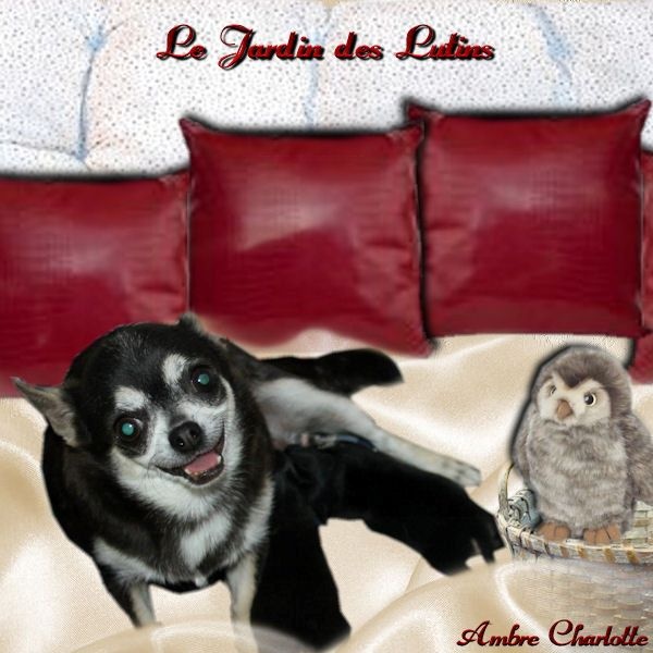 du Jardin des Lutins - Chihuahua - Portée née le 15/08/2014