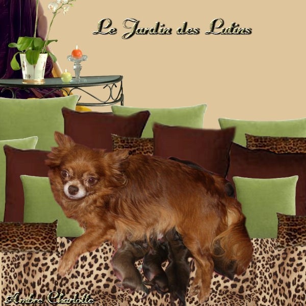 du Jardin des Lutins - Chihuahua - Portée née le 09/01/2012