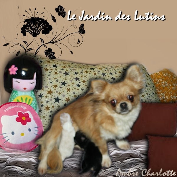du Jardin des Lutins - Chihuahua - Portée née le 27/02/2013