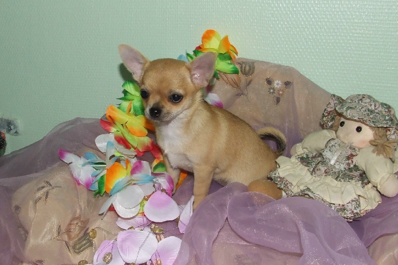 du Jardin des Lutins - Chihuahua - Portée née le 01/03/2009