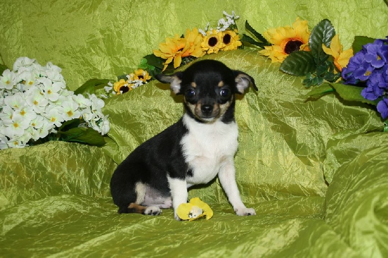 du Jardin des Lutins - Chihuahua - Portée née le 10/01/2015