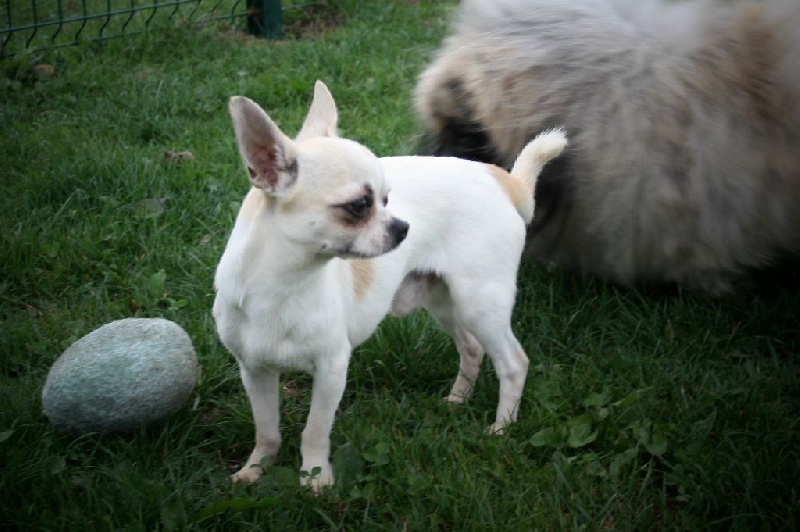 du Jardin des Lutins - Chihuahua - Portée née le 27/09/2014