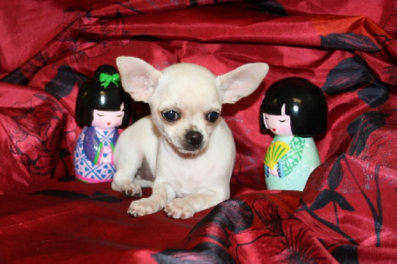 du Jardin des Lutins - Chihuahua - Portée née le 12/06/2014