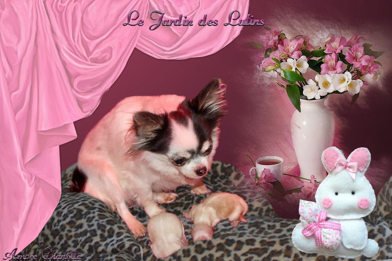du Jardin des Lutins - Chihuahua - Portée née le 03/12/2010
