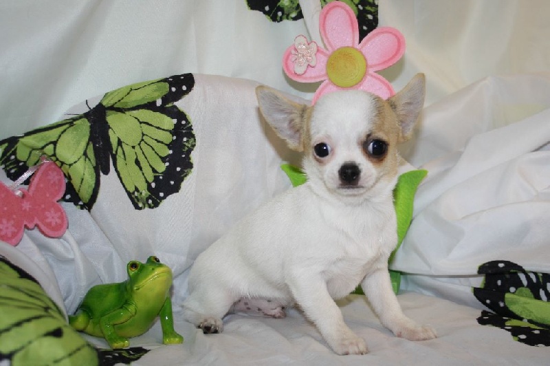 du Jardin des Lutins - Chihuahua - Portée née le 27/01/2016