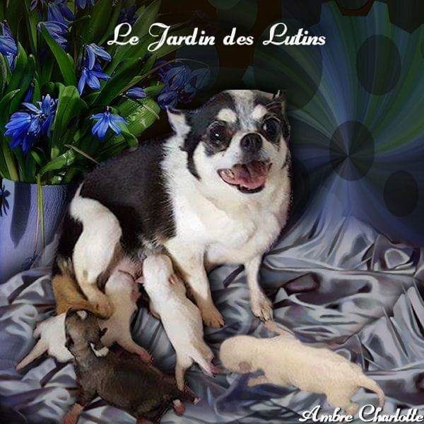 du Jardin des Lutins - Chihuahua - Portée née le 01/07/2016
