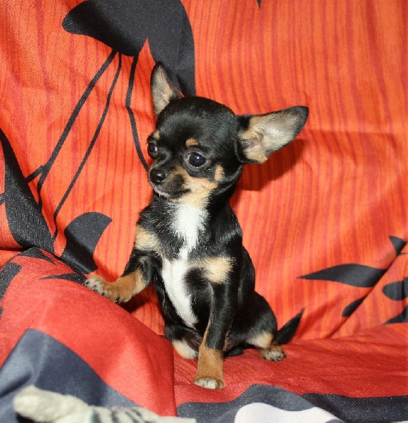 du Jardin des Lutins - Chihuahua - Portée née le 27/03/2016