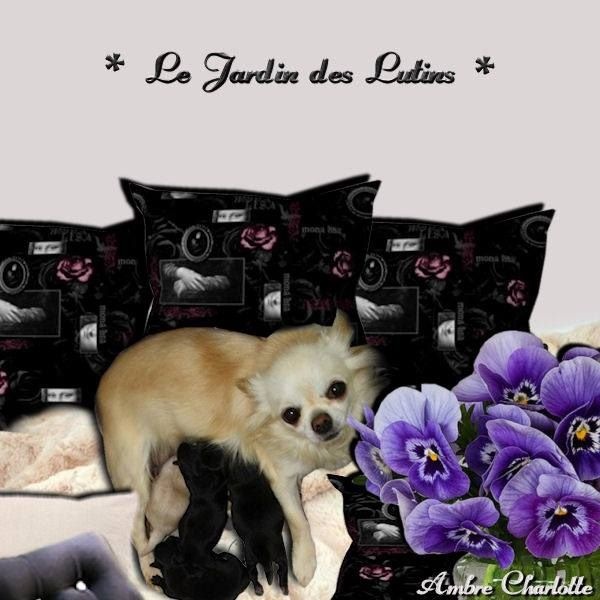du Jardin des Lutins - Chihuahua - Portée née le 05/07/2015