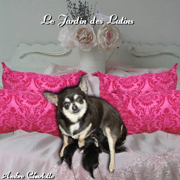 du Jardin des Lutins - Chihuahua - Portée née le 14/06/2013