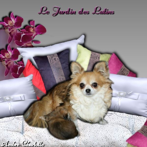 du Jardin des Lutins - Chihuahua - Portée née le 15/10/2014