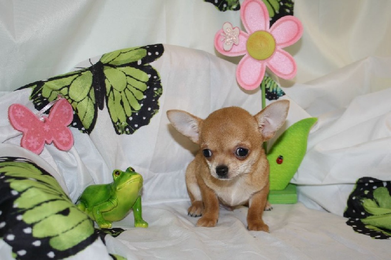 du Jardin des Lutins - Chihuahua - Portée née le 18/02/2016
