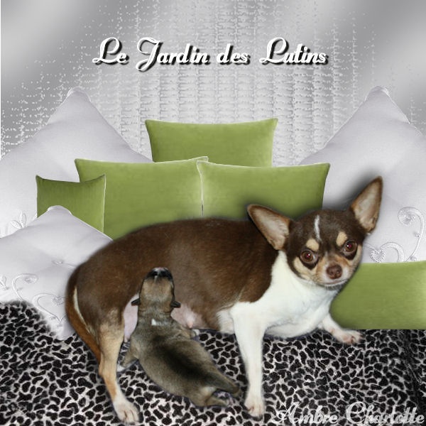 du Jardin des Lutins - Chihuahua - Portée née le 26/11/2012