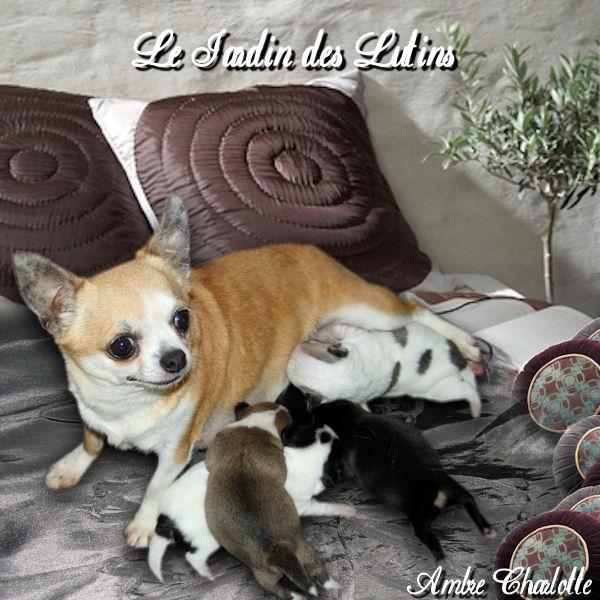 du Jardin des Lutins - Chihuahua - Portée née le 13/06/2012