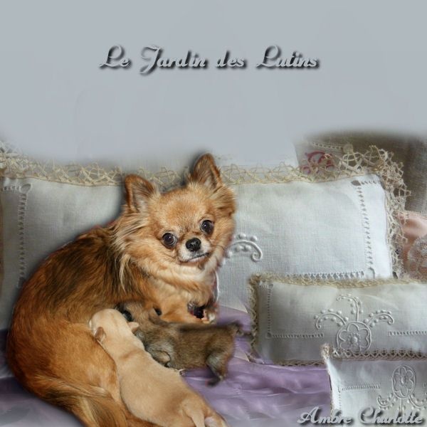du Jardin des Lutins - Chihuahua - Portée née le 27/02/2014