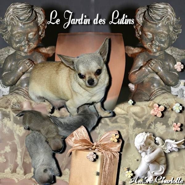 du Jardin des Lutins - Chihuahua - Portée née le 07/09/2015