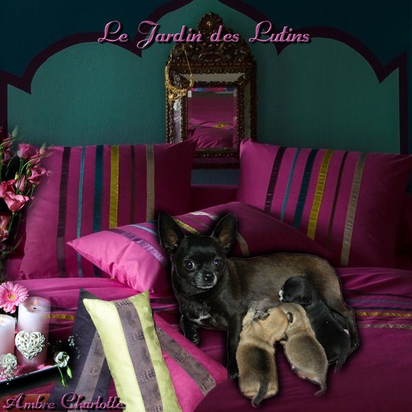 du Jardin des Lutins - Chihuahua - Portée née le 11/08/2013