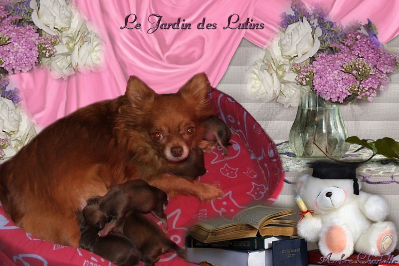 du Jardin des Lutins - Chihuahua - Portée née le 03/12/2010