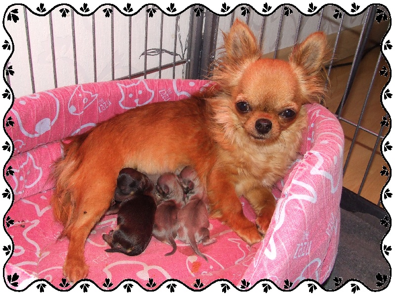 du Jardin des Lutins - Chihuahua - Portée née le 22/06/2010