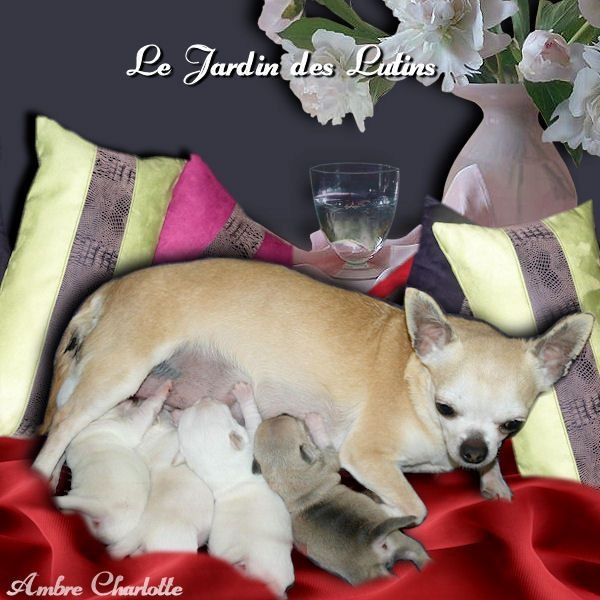 du Jardin des Lutins - Chihuahua - Portée née le 14/03/2015