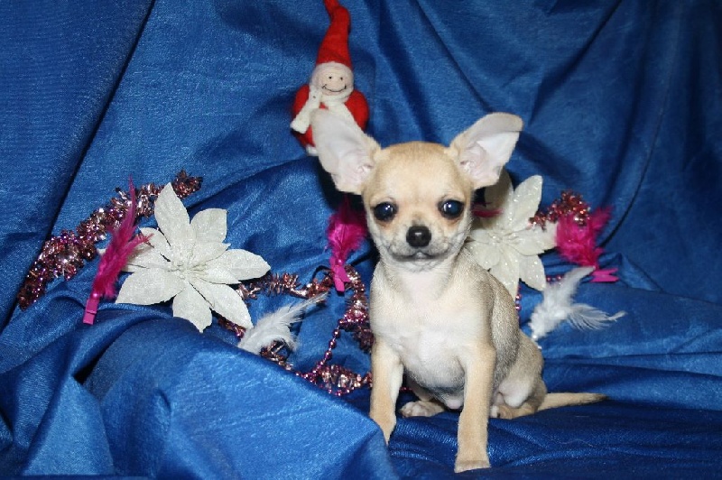 du Jardin des Lutins - Chihuahua - Portée née le 14/09/2015