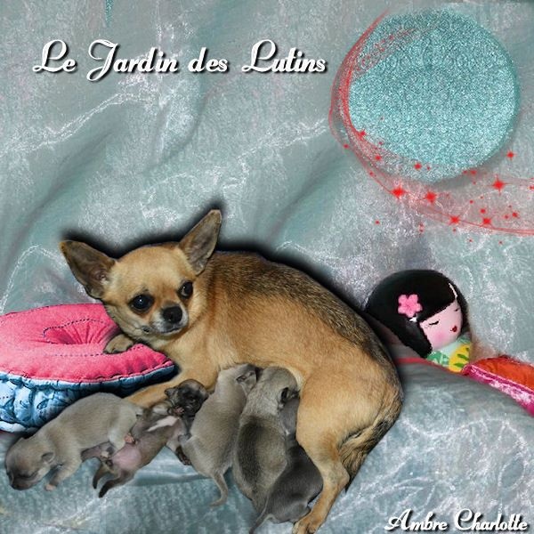 du Jardin des Lutins - Chihuahua - Portée née le 15/07/2015