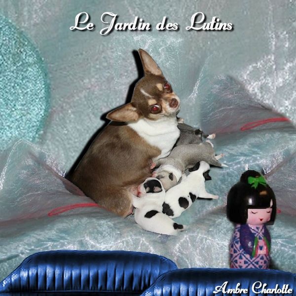 du Jardin des Lutins - Chihuahua - Portée née le 14/07/2015