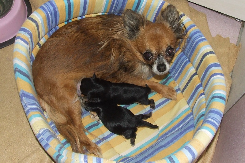 du Jardin des Lutins - Chihuahua - Portée née le 27/02/2010