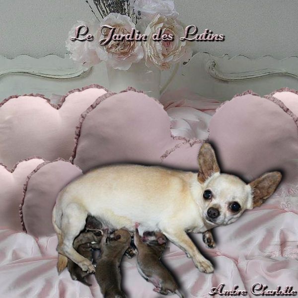 du Jardin des Lutins - Chihuahua - Portée née le 12/08/2014