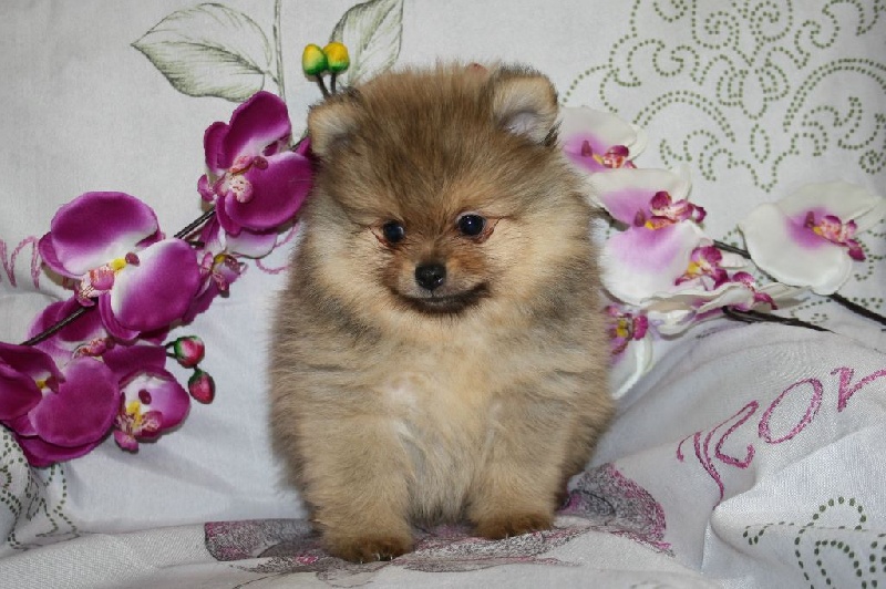 du Jardin des Lutins - Spitz allemand - Portée née le 16/01/2014