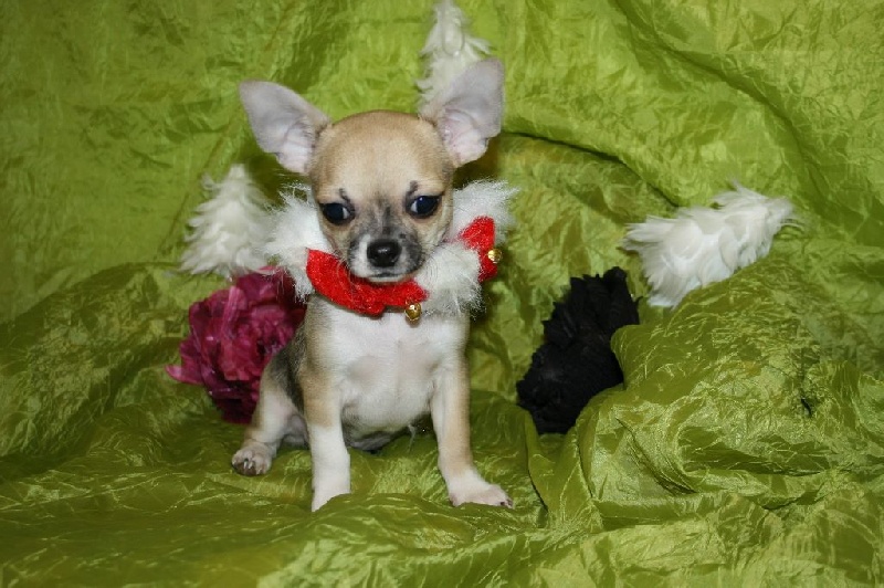 du Jardin des Lutins - Chihuahua - Portée née le 14/09/2015