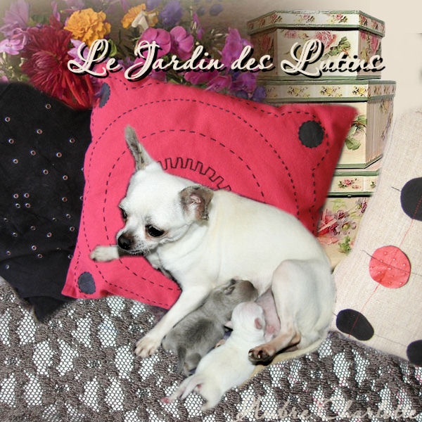du Jardin des Lutins - Chihuahua - Portée née le 15/04/2012