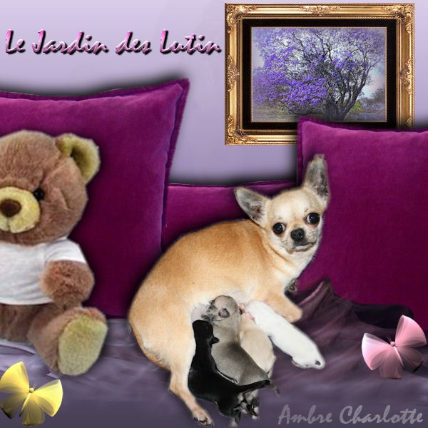 du Jardin des Lutins - Chihuahua - Portée née le 18/02/2013